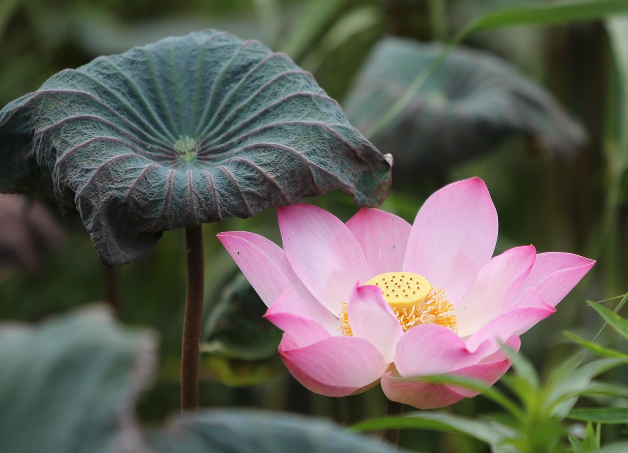 How Do I Lotus365 Review India Review 2026: Bonus, App, Withdrawal Tested