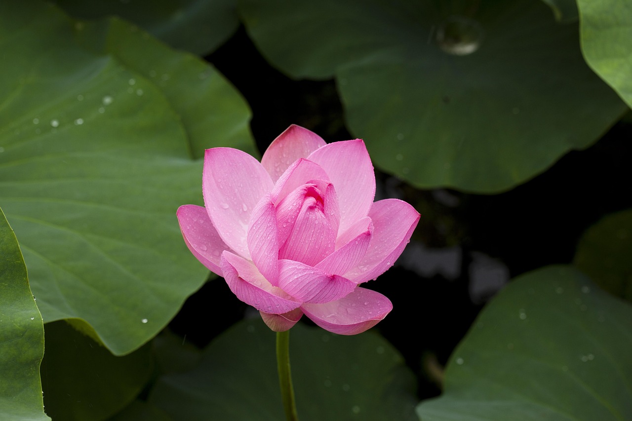 Licensed Lotus365 Login: Step-by-Step Guide for India (2026)